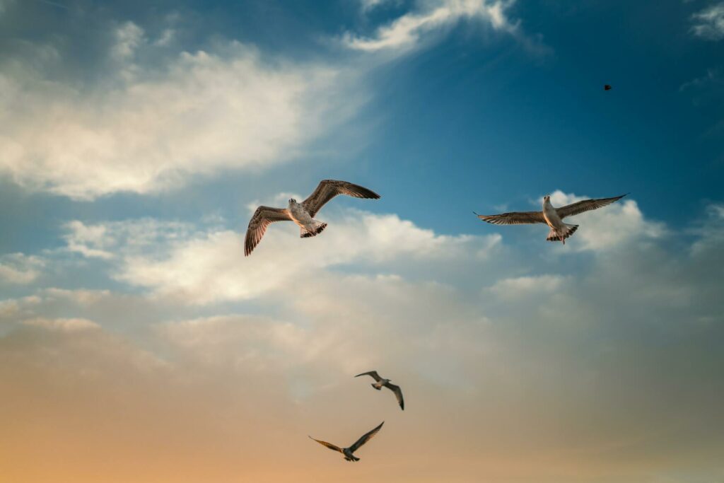 Goedkope vs. gemiddelde uitvaart? - Welk bedrag uitvaartverzekering? Vliegende vogels