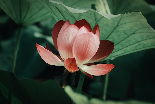Chinese begrafenis of uitvaart - rituelen, gewoonten en verzekering - lotus bloem